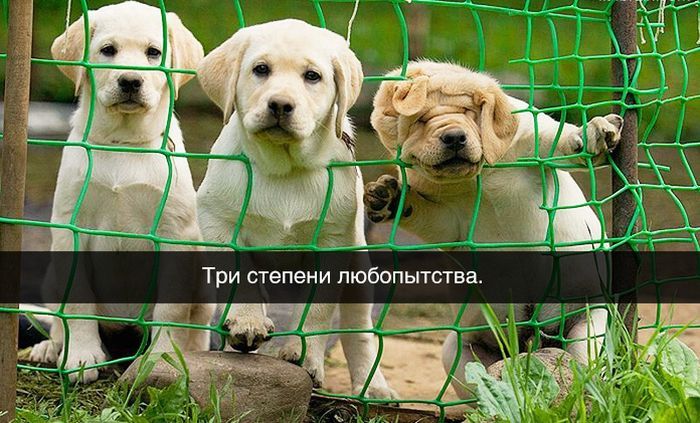 Забавные картинки