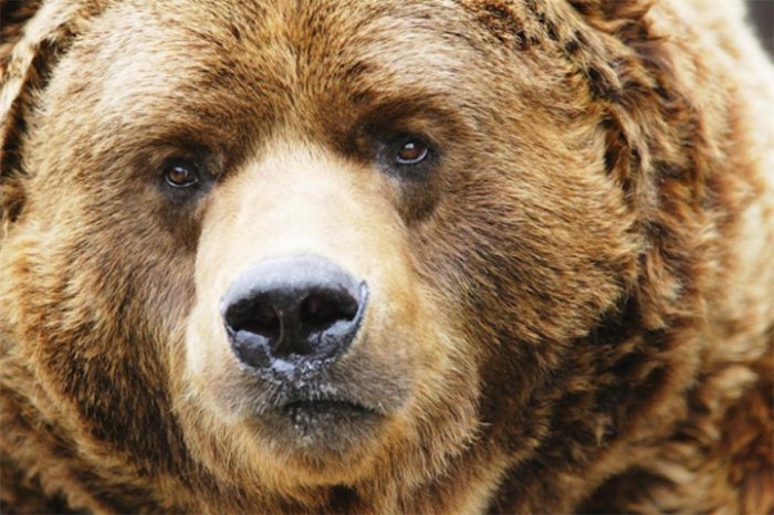 Медведь жив! (обновлено)