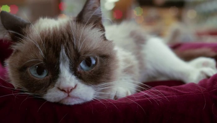 Хозяйка "сердитой кошки" зарабатывает больше, чем голливудские звезды, а именно, около $100 млн за 2 года