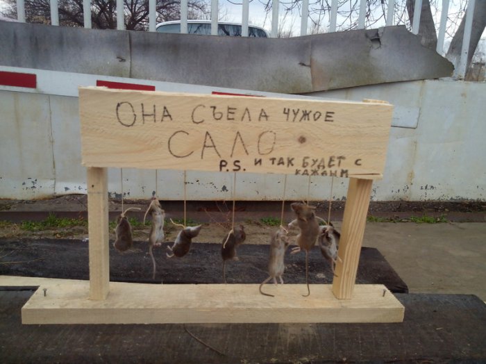 Забавные картинки