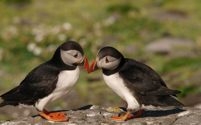 Обои на рабочий стол / SuperWallpapers Pack 159