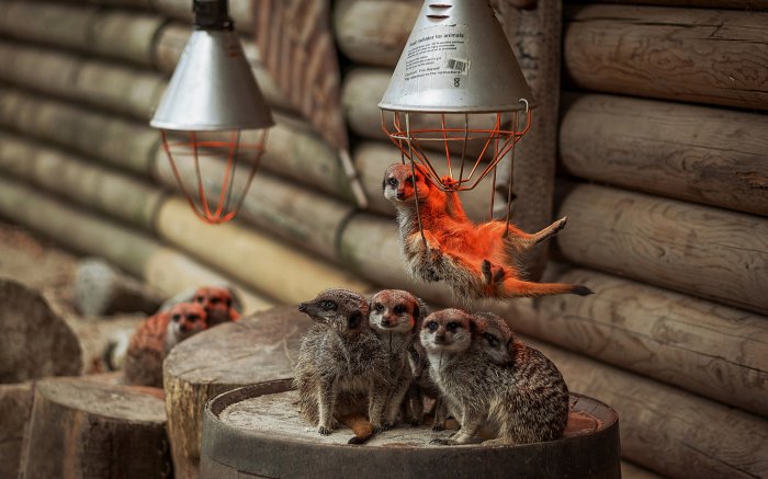 Обои на рабочий стол / SuperWallpapers Pack 159