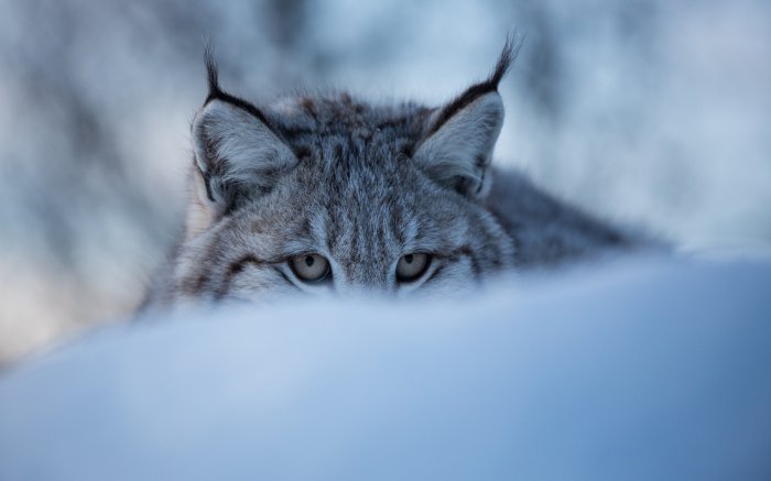 Обои на рабочий стол / SuperWallpapers Pack 159