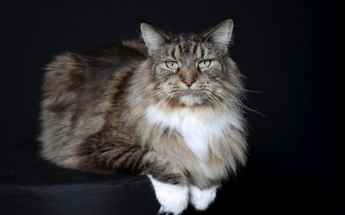 Обои на рабочий стол / SuperWallpapers Pack 159