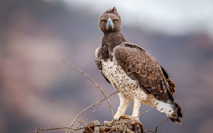 Обои на рабочий стол / SuperWallpapers Pack 159