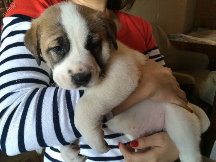 Отдам в добрые руки двухмесячных щенков