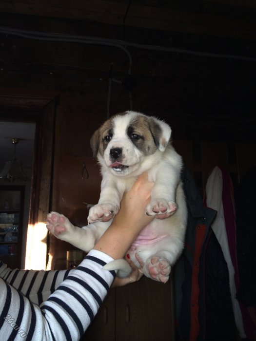 Отдам в добрые руки двухмесячных щенков