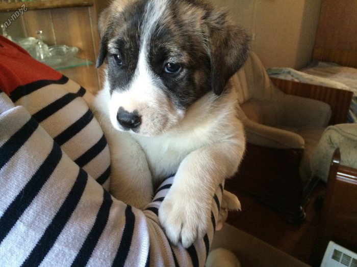 Отдам в добрые руки двухмесячных щенков