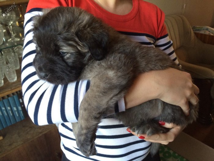 Отдам в добрые руки двухмесячных щенков