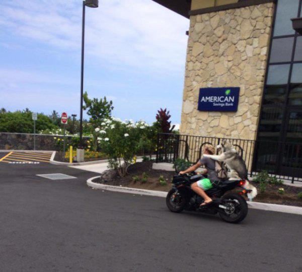 Забавные картинки