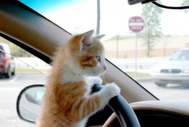 В РФ утверждён перечень болезней, при которых запрещено водить авто