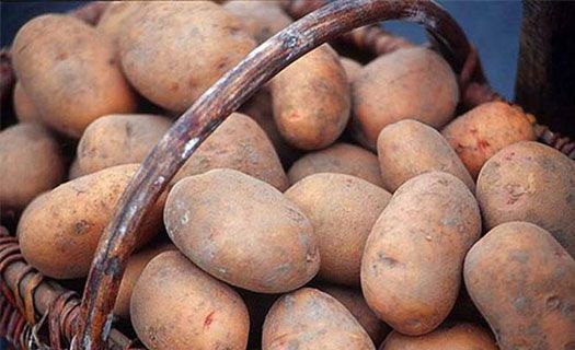 Житель Воронежской области за кражу 13 ведер картошки отправится в колонию строго режима