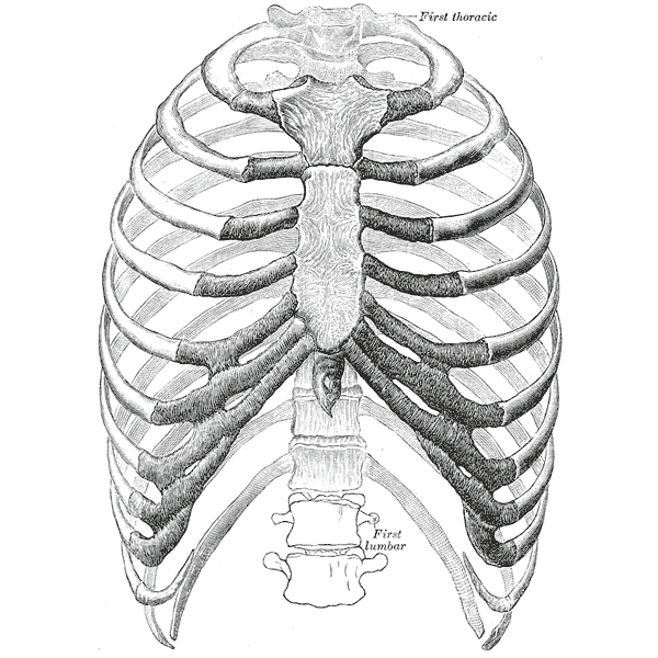 Почему у человека некоторые органы — парные?