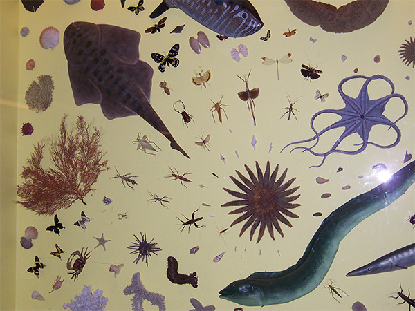 Почему у человека некоторые органы — парные?