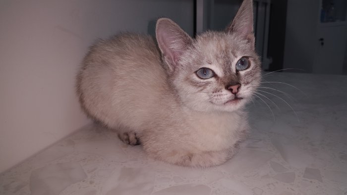 Срочно! Отдам кошечку в добрые руки!