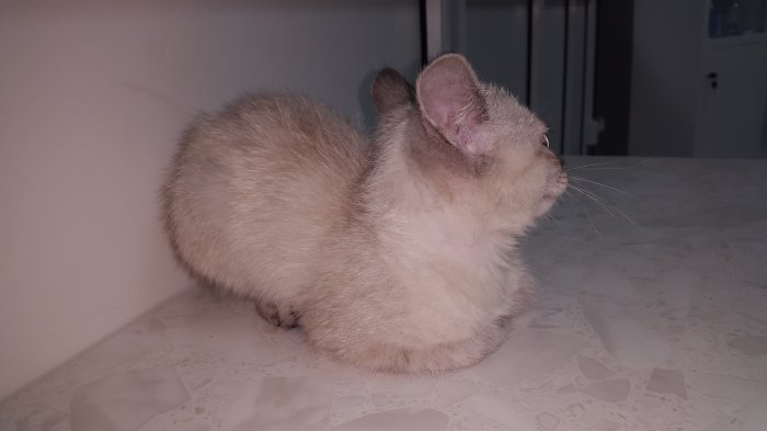 Срочно! Отдам кошечку в добрые руки!