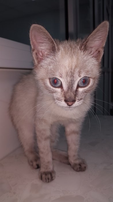 Срочно! Отдам кошечку в добрые руки!