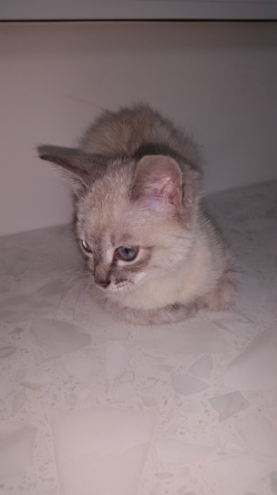 Срочно! Отдам кошечку в добрые руки!