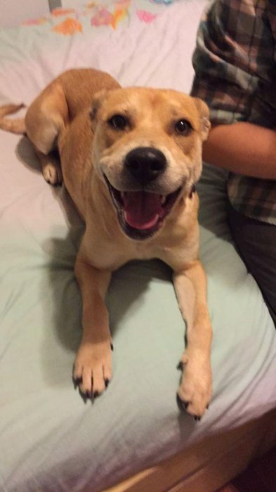 Преображение пса