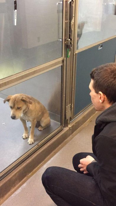 Преображение пса