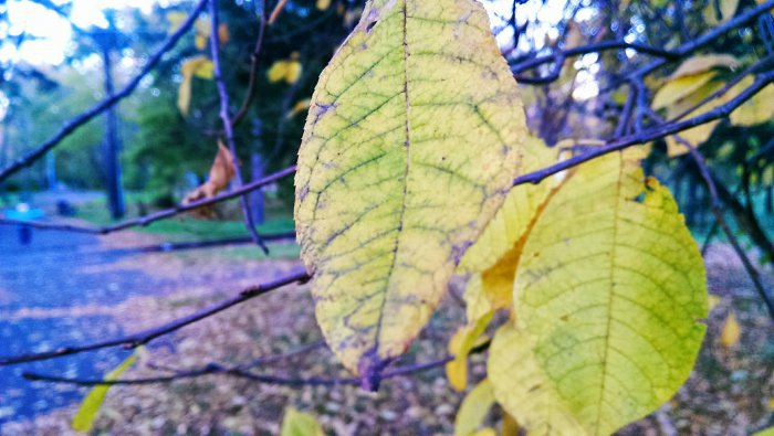 Фотографии с телефона (68 фото)