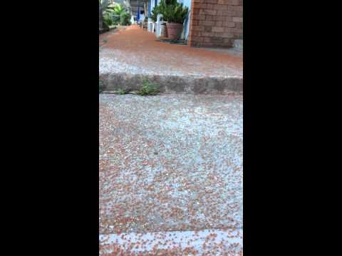 Миграция маленьких красных крабов