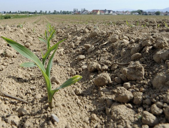 В России раздадут земли. Бесплатно В России раздадут земли. Бесплатно