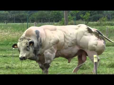 Бык-культурист