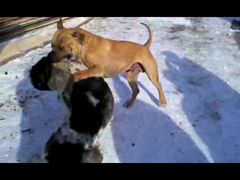 Питбуль против Алабая 18+