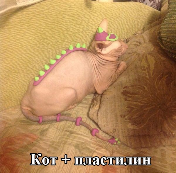 Забавные картинки