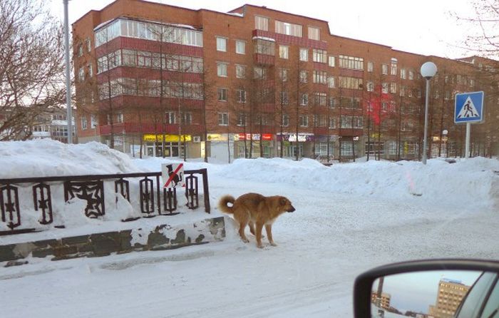 Забавные картинки