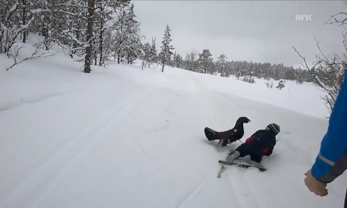 Глухарь напал на лыжников