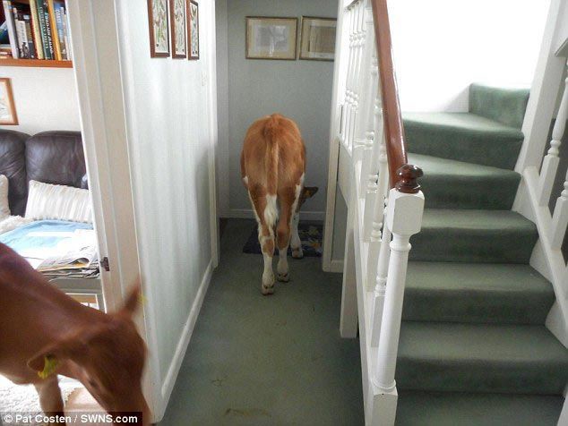 Тёлочки заходили в гости