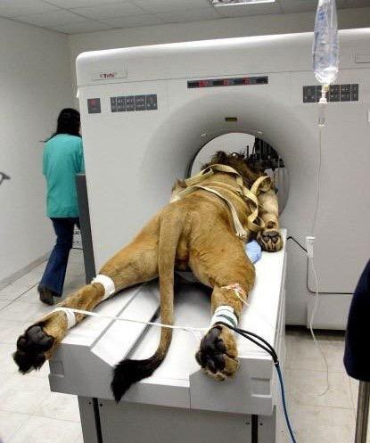 Metro Goldwyn Mayer со Львом