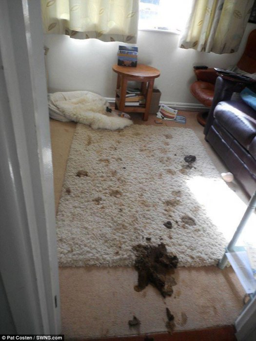 Тёлочки заходили в гости