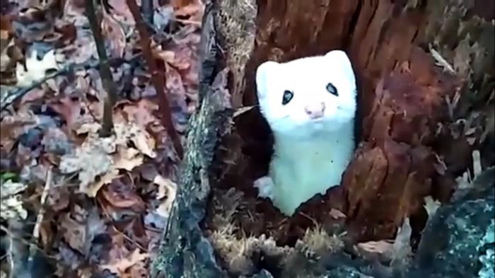 Какая милая ласка