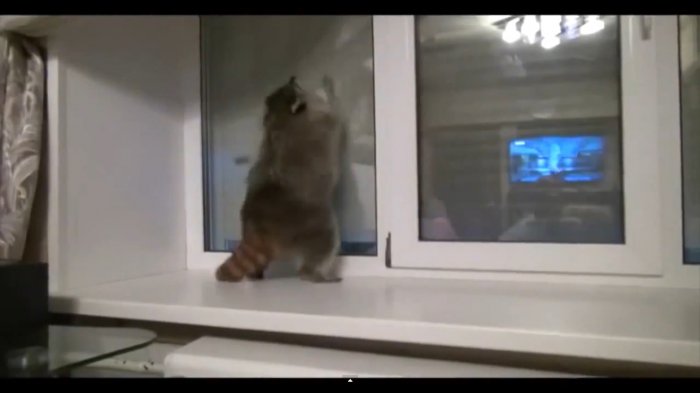 Еноты клаберы