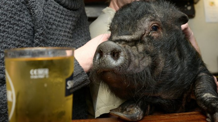 Свинья попала в "черный список" лондонского паба