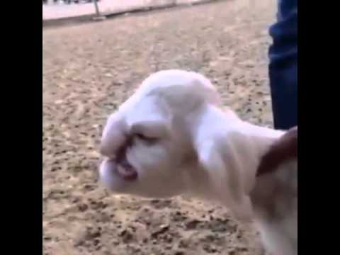 Баран с человеческим лицом