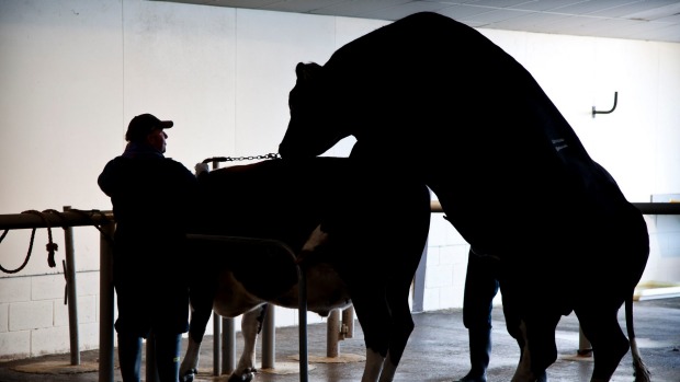  Похищения века - украдена бычья сперма