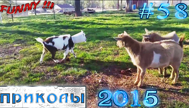 Отборные приколы (#57 Апрель)