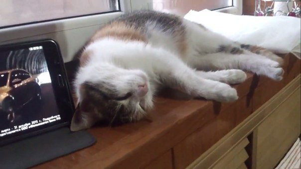 Уставший кот