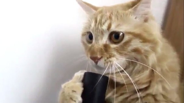 Мой кот похоже сломался!