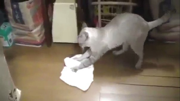 Кот моет пол и при этом возмущается