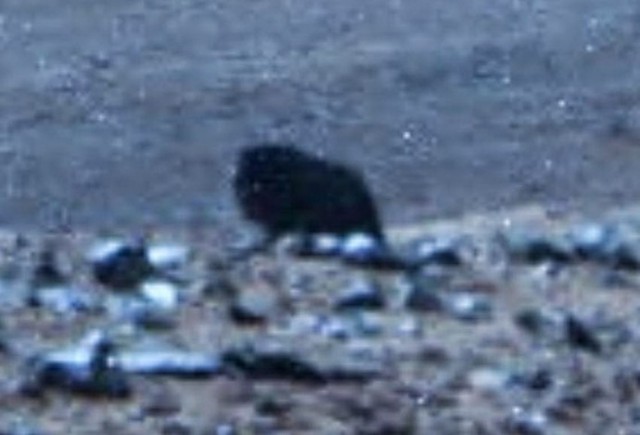 Ровер НАСА снял на Марсе животное Ровер НАСА снял на Марсе животное