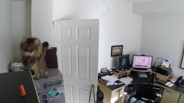 Кошка которая смогла