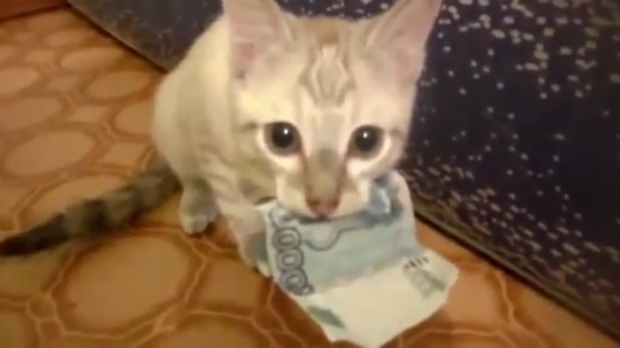 Кот очень любит деньги