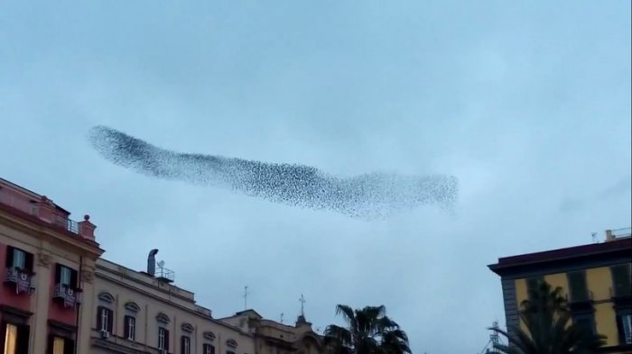 Птицы играют в догонялки