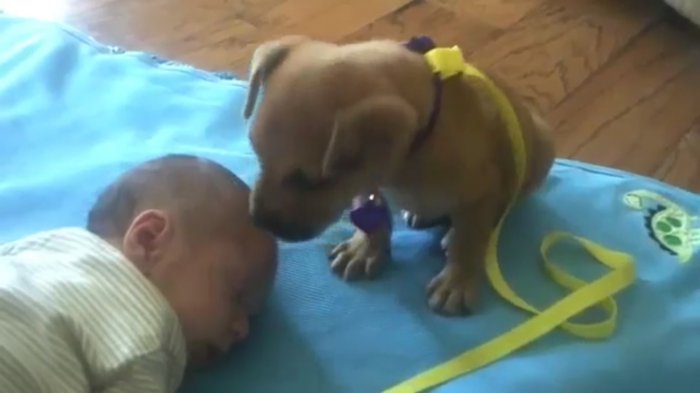 Сонный щенок изо всех сил охраняет спящего малыша