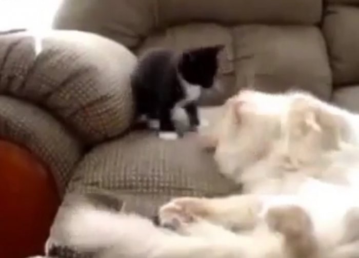 Очень непослушный котик